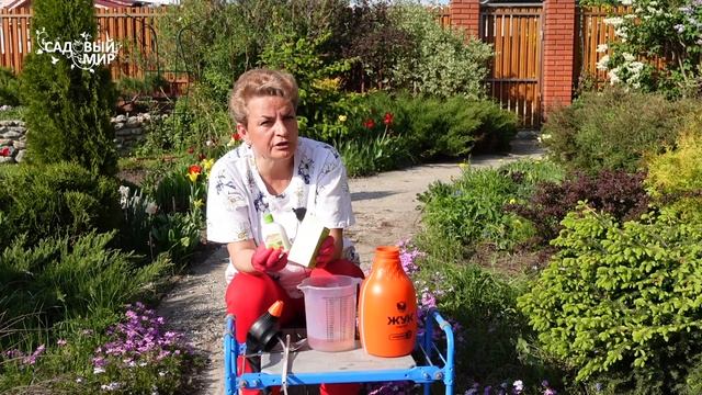 Хвойные желтеют - Стоп Ожог. Почему пожелтели иголки. смотреть онлайн