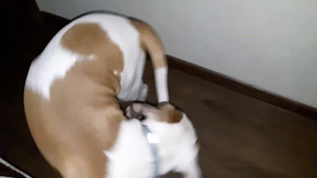 American bulldog Голодные игры смотреть онлайн