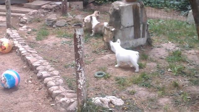 Детишки 😊! Французикам 2 месяца и 5 дней, мопсе 4 месяца! смотреть онлайн