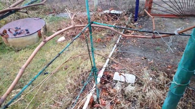 Состояние прививок винограда кишмиш Юпитер и Клубничный на 28 ноября 2021 года смотреть онлайн