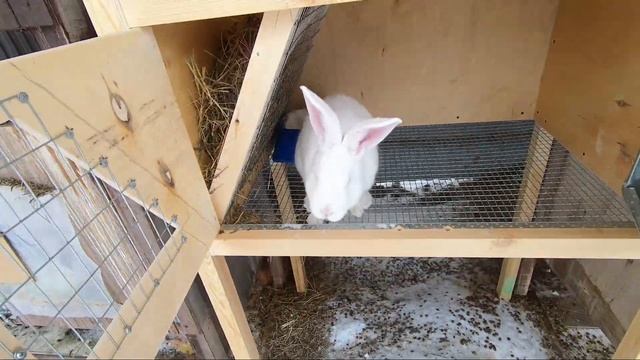 Кролики. Белый великан. Советская шиншила смотреть онлайн