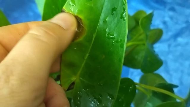 Январский обзор комнатных растений с северного окна. смотреть онлайн