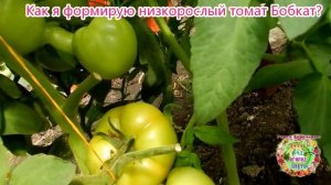 Как я формирую низкорослый томат Бобкат?