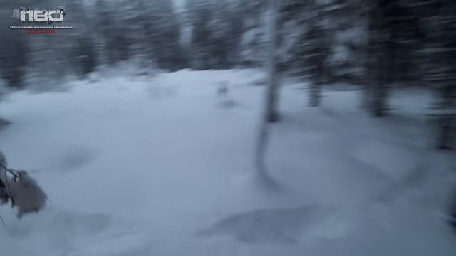 ОХОТА НА ВОЛКА 2023!!! ВОЛК ВЫШЕЛ НА МОЙ НОМЕР #охотанаволка #hunt