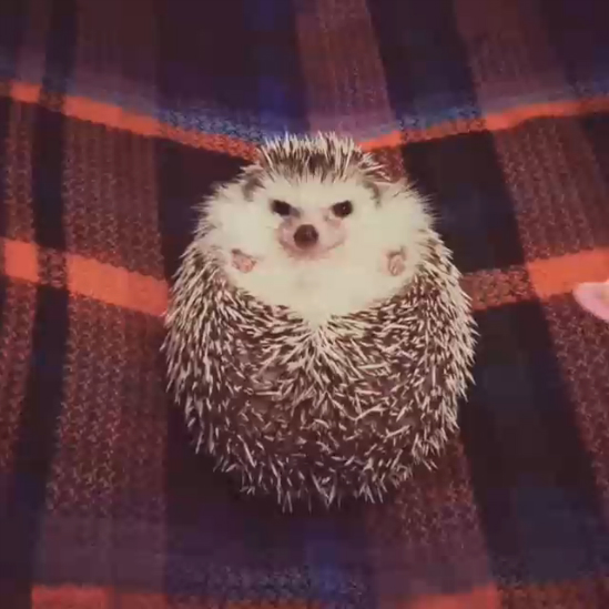 Как распаковать ёжика смотреть онлайн