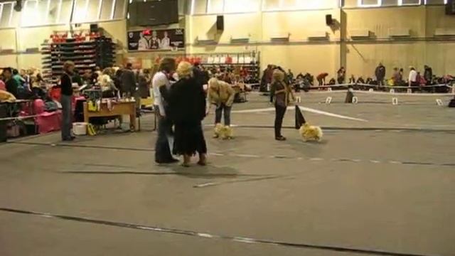 MVI 1502, Валмиера 13,10,2013, ринг сук-юниорок, малый шпиц.