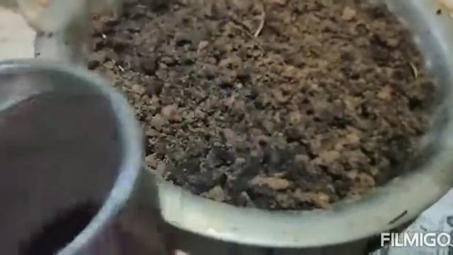 gardenia plant summer care/best fertiliser for gardenia plant /bud drop solution/gandharaj plant ca смотреть онлайн