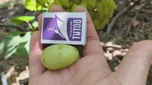 Белая Надежда виноград селекции Щенникова Олега