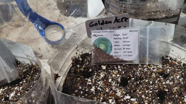 HOW MANY CABBAGE SEEDS TO PUT IN A WINTER SOWING MILK JUG | WINTER SOWING RED AND GREEN CABBAGE