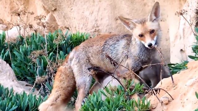 Посмотрите, что Бывает, Когда Животные Просят Помощи у Людей смотреть онлайн