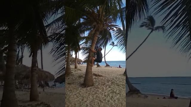 На кокосовую пальму смотреть онлайн