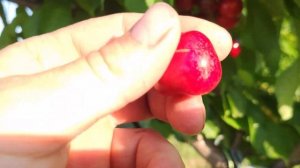 Черешня Nimba Новинка ! persikovod.com