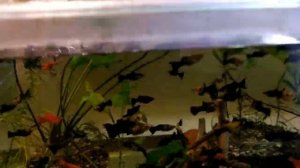 Разводня, обзорчик всех аквариумов