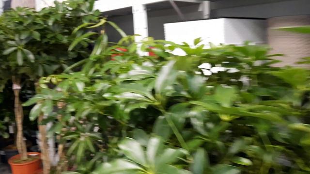 НОВЫЕ ЦВЕТЫ В ОРХИДЕЕ 11 07 24 смотреть онлайн