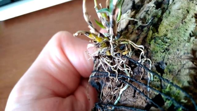 Dendrobium cuthbertsonii. Состояние на 26 октября 2017г смотреть онлайн