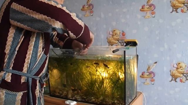 Как развести улиток Ампулярии Как сохранить потомство ампулярий.Урок №13 смотреть онлайн