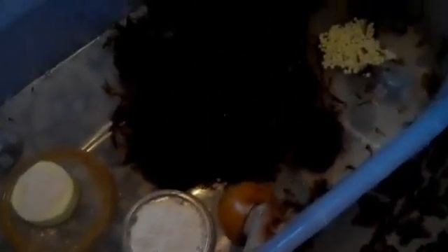 Поганка в огурцах/ как назвать улитку?/ Зоопокупки смотреть онлайн