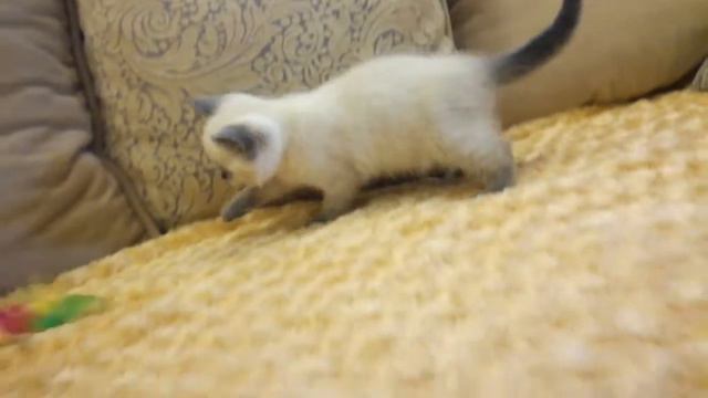 Котенок девочка скоттиш-страйт смотреть онлайн