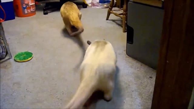 Муравьед - умилительная гроза муравьев и животное с самым длинным языком смотреть онлайн