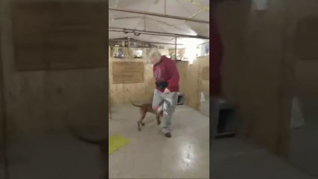 Танцы с питбулем смотреть онлайн