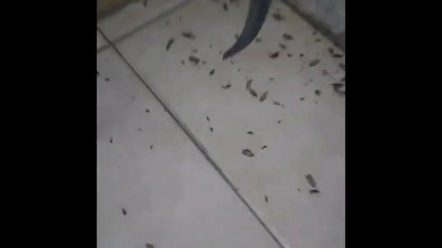Control de Blattella germánica смотреть онлайн