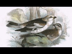 Птичка-Пуночка. Чукотские и эскимосские народные сказки.