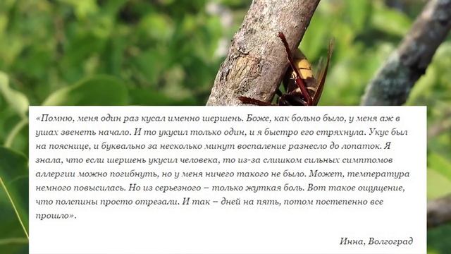 Что будет если укусит Шершень? смотреть онлайн