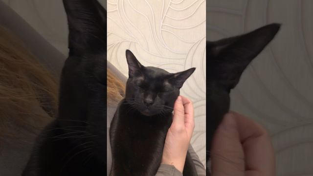Жак Бомбей Кэт 259 смотреть онлайн