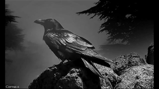 Черный Ворон