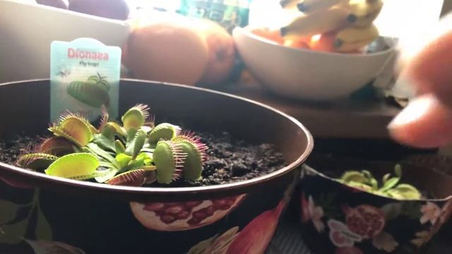 Как ухаживать за Венереной Мухоловкой??? смотреть онлайн