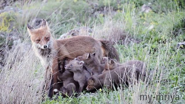 Кормление лисят смотреть онлайн
