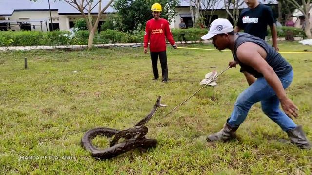 WARGA HEBOH SAAT MONSTER ULAR PYTHON BESAR INI DI EVAKUASI DAN DI LEPAS DI TENGAH KERUMUNAN..! смотреть онлайн