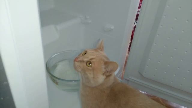 Кот и холодильник смотреть онлайн