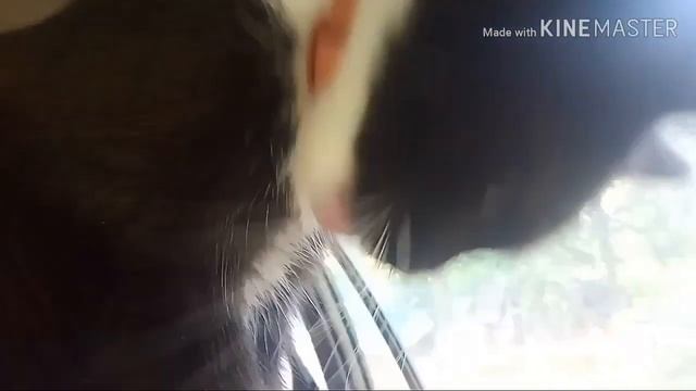 ЗАСУНУЛИ КОТА В МАШИНУ? Котик Уголёк смотреть онлайн