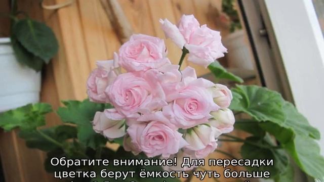 Пеларгония Millfield Rose смотреть онлайн