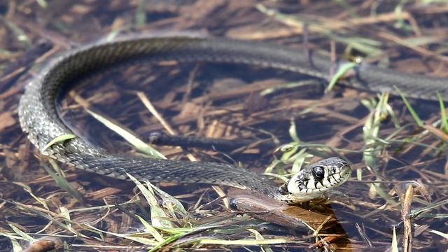 Уж на рыбалке. Natrix natrix. Пресмыкающиеся Беларуси. смотреть онлайн
