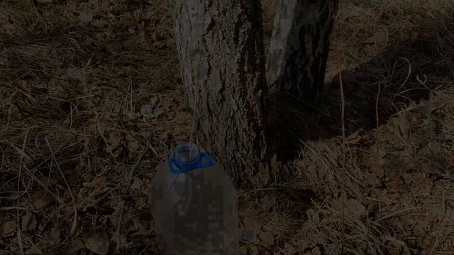 Волшебная грибная долина