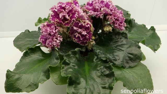 Цветущие фиалки из коллекции Голубевой Татьяны на 13.12.2022 смотреть онлайн