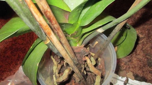 Вот почему у орхидеи корни растут вверх смотреть онлайн