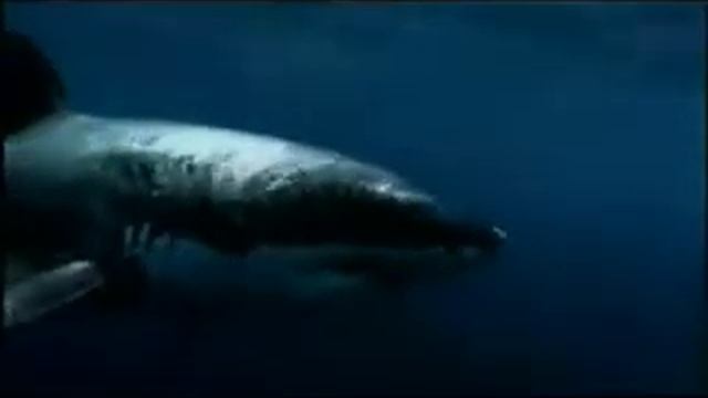 kasatka смотреть онлайн