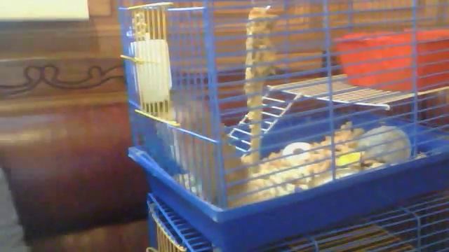 все что нужно для хомяков смотреть онлайн