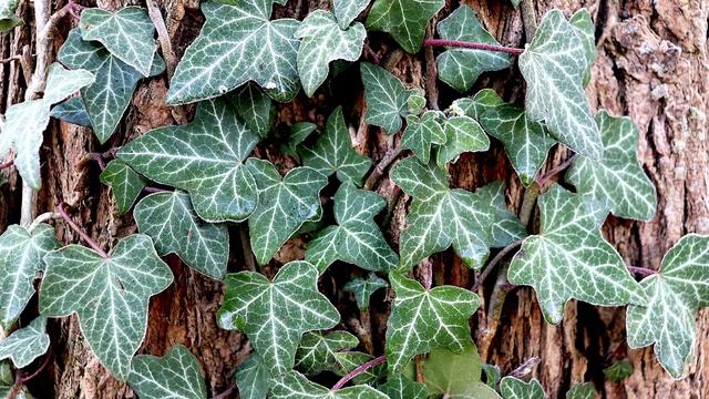 Самые неприхотливые многолетние лианы для сада смотреть онлайн