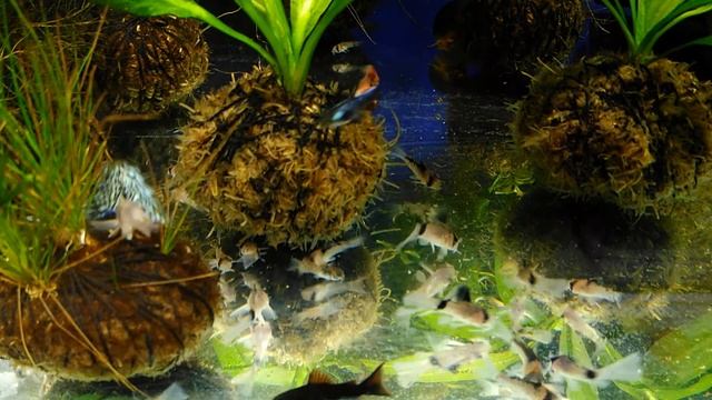 7 декабря 2019 г. Мальки коридорасов панда вуаль, дупликареус и блэк смотреть онлайн