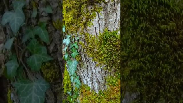 Дерево во мху #мох #дерево #лес #поход #горы смотреть онлайн