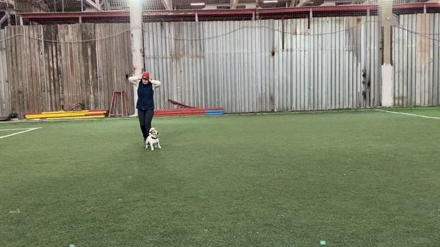 Танцы с собаками Dog dance Тимошина Светлана & Гувер.Танец"А я милого узнаю..."Тренировка 23.10.202 смотреть онлайн