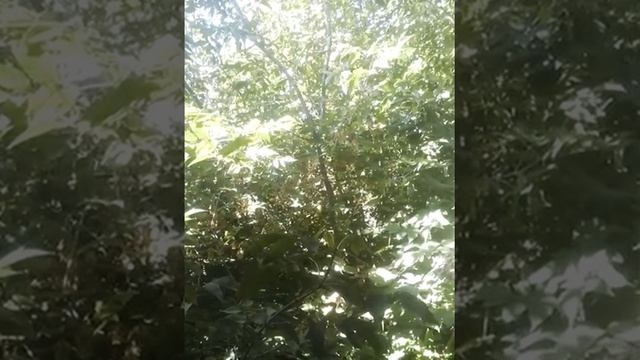 ЯНГЫР Ява авторская песня на татарском смотреть онлайн