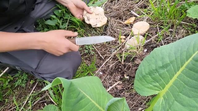 Синеножка. Собираем грибы перед заморозками . смотреть онлайн