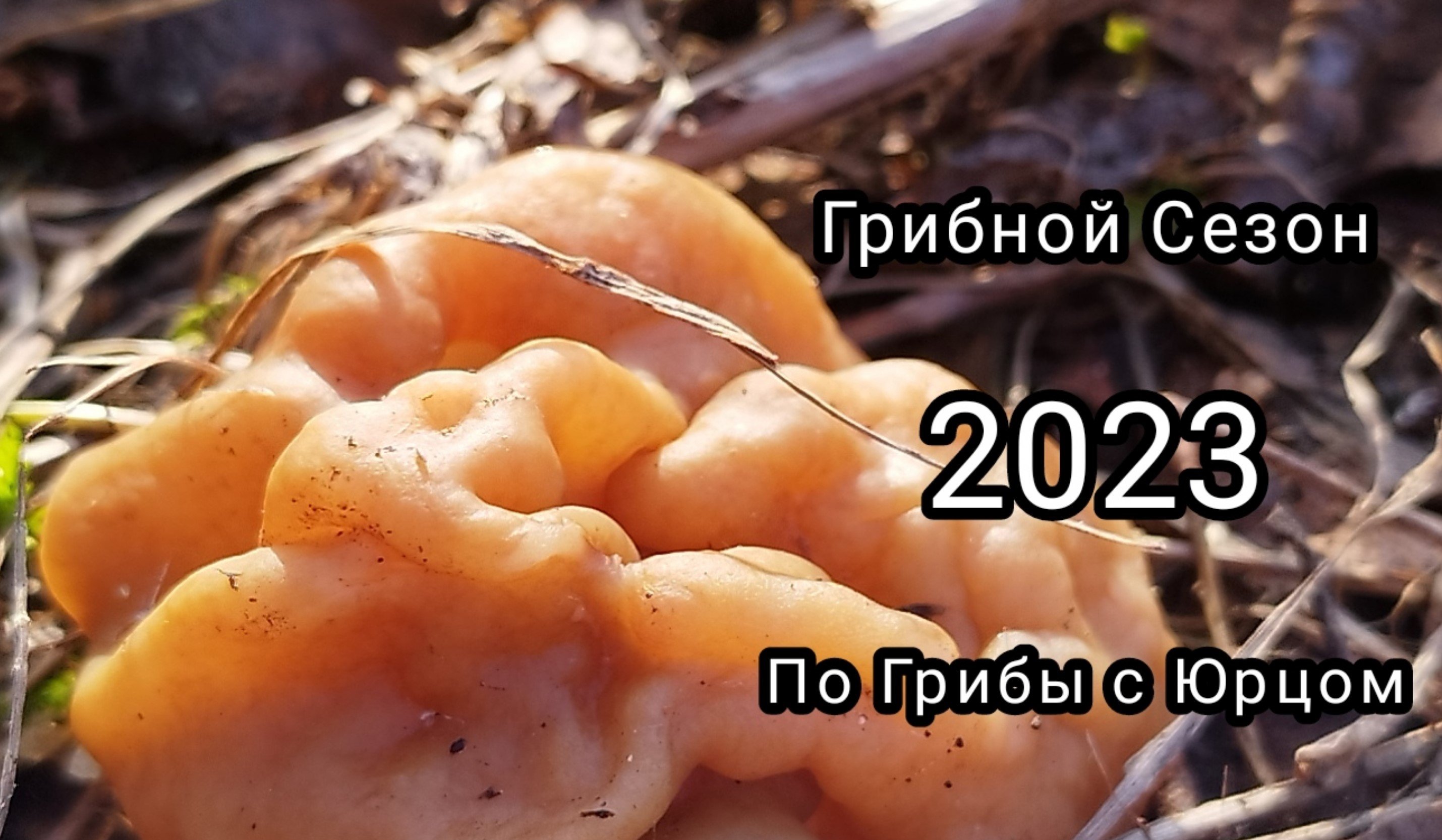 Первые грибы строчки сезон 2023 смотреть онлайн