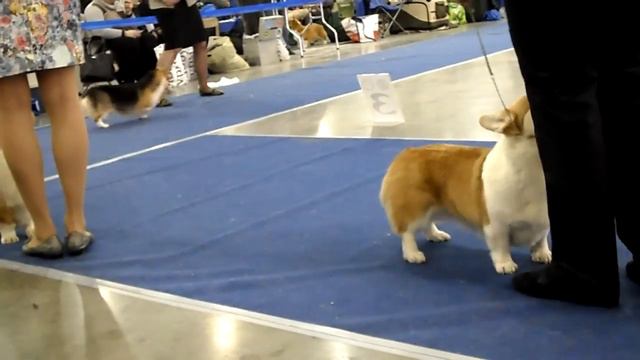 Евразия-2013-II. Вельш-корги (3/3) смотреть онлайн