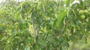 скороплодные, низкорослые грецкие орехи